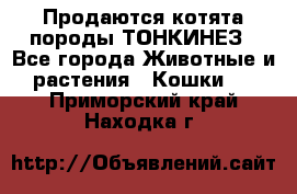 Продаются котята породы ТОНКИНЕЗ - Все города Животные и растения » Кошки   . Приморский край,Находка г.